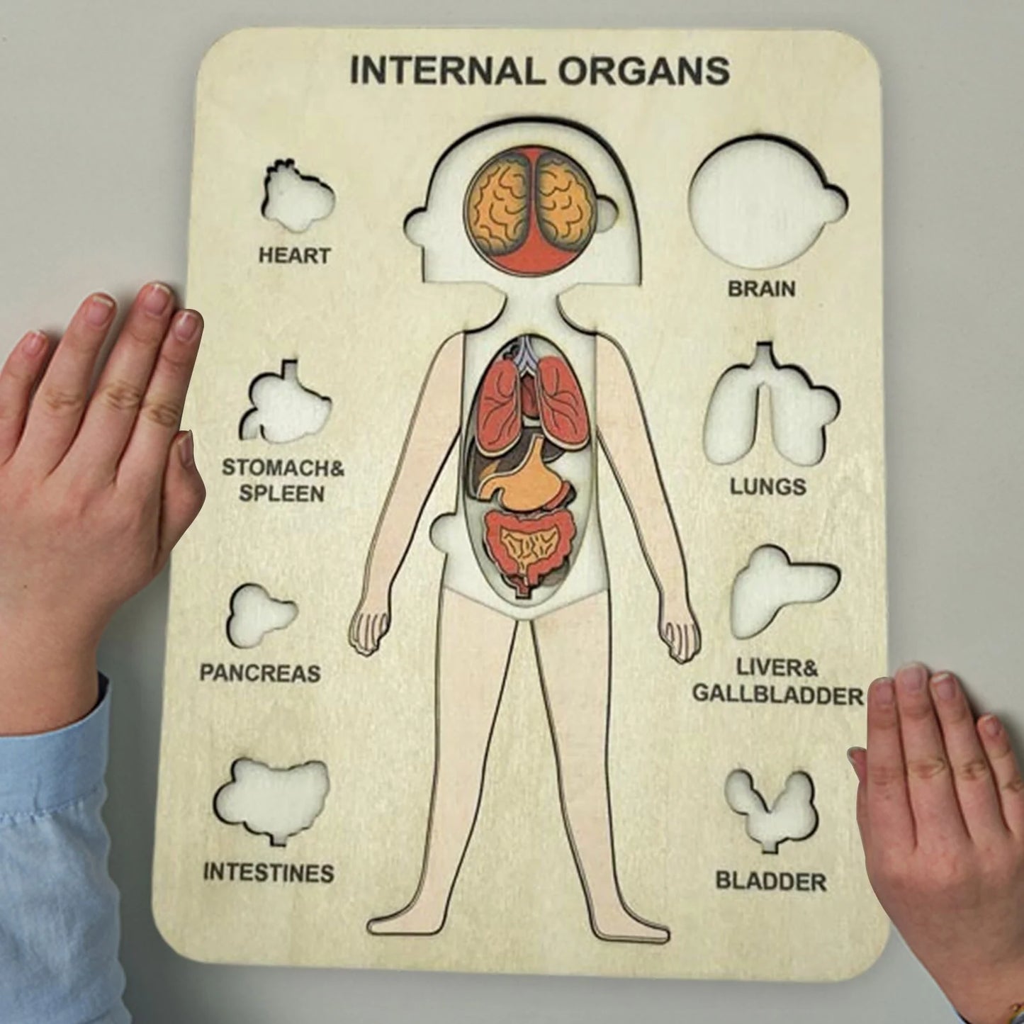 Lerne Den Menschlichen Körper – Anatomie Holzpuzzle