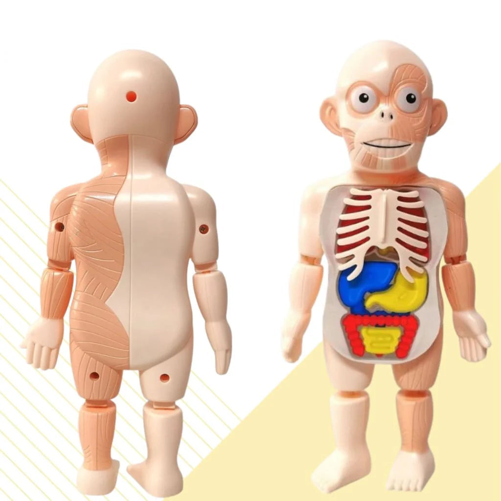 3D-Anatomie-Model für Kinder – Lernspielzeug mit Organen