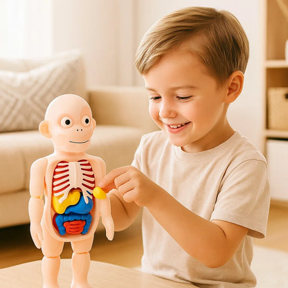 3D-Anatomie-Model für Kinder – Lernspielzeug mit Organen