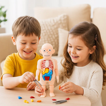 3D-Anatomie-Model für Kinder – Lernspielzeug mit Organen